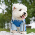 Autumn And Winter Dog, Small And Medium-sized Dog Teddy Outdoor Windproof, Waterproof, Three-proof Raincoat, Four-legged Cotton Coat, Pet Clothing