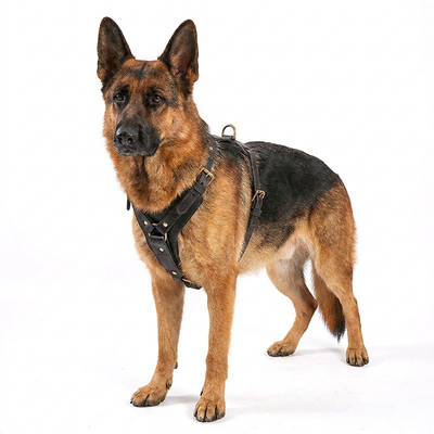 Harnais en Cuir Véritable pour Chien avec Laisse Assortie